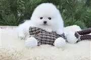 $300 : Teacup Pomeranian Puppy Ready thumbnail