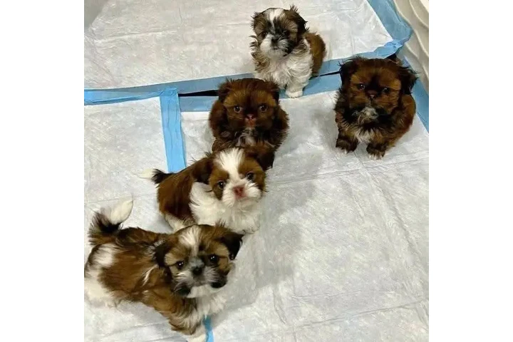 $410 : Shih Tzu image 2