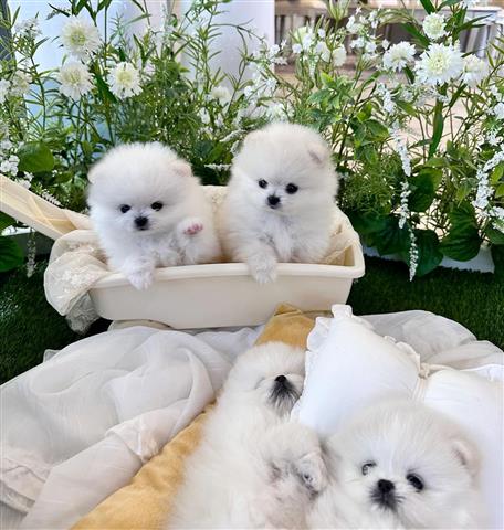 $410 : Teacup Pomeranians For Sale image 3