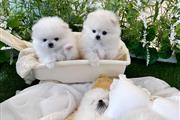 $410 : Teacup Pomeranians For Sale thumbnail