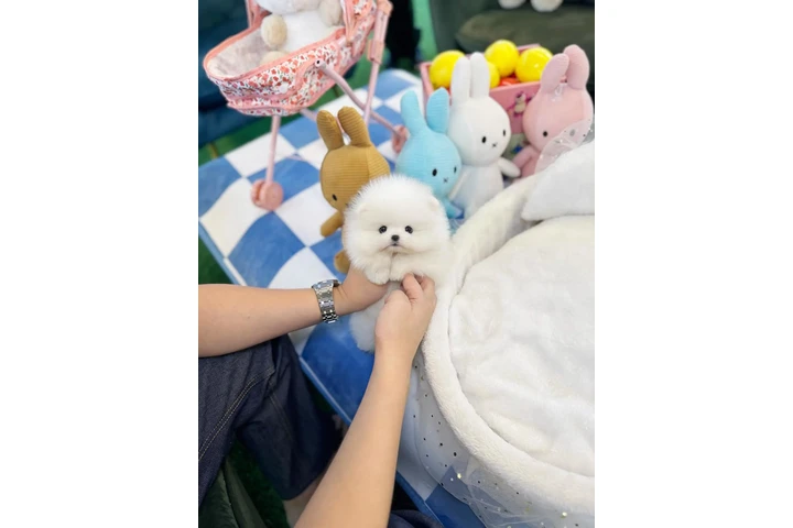 $300 : Pomeranian puppies for sale image 2