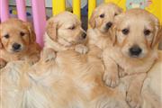 $500 : Beautiful Golden Retriever Pup thumbnail