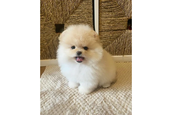 $355 : Adorable Pomeranian Puppies image 2