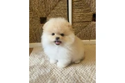 $355 : Adorable Pomeranian Puppies thumbnail