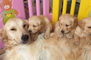 $500 : Registered Golden Retriever thumbnail