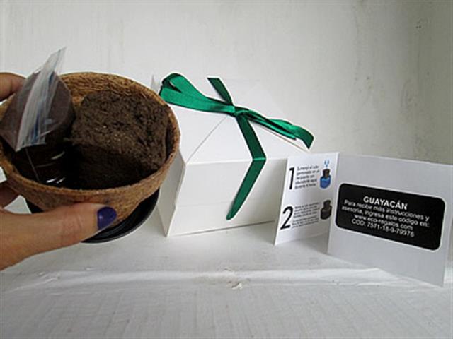 Kit de siembra eco regalos image 5