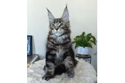 Maine Coon Entrenado para Adop en Monterey