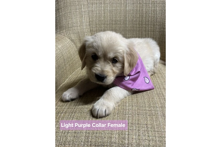 $500 : purebred Golden retriever pups image 2