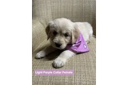 $500 : purebred Golden retriever pups thumbnail