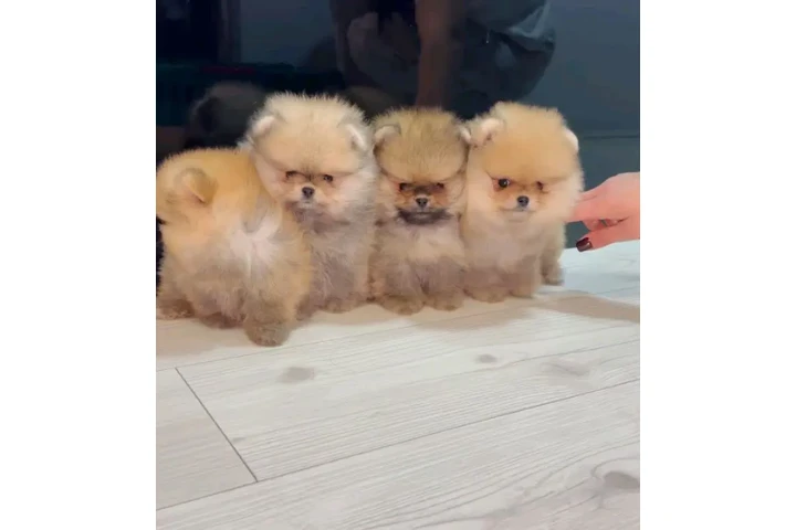 $350 : Pomerania taza de té image 1