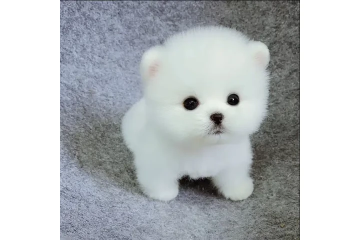 $220 : Pomeranian puppy image 5