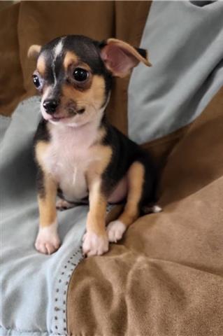 $500 : Chihuahua puppies for adoption image 1