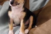 Chihuahua puppies for adoption en Jersey City