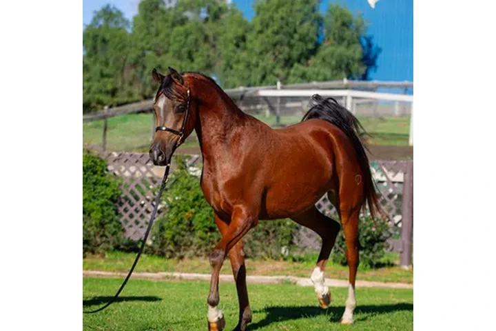 $2875 : "Mario" Gelding Arabian image 3
