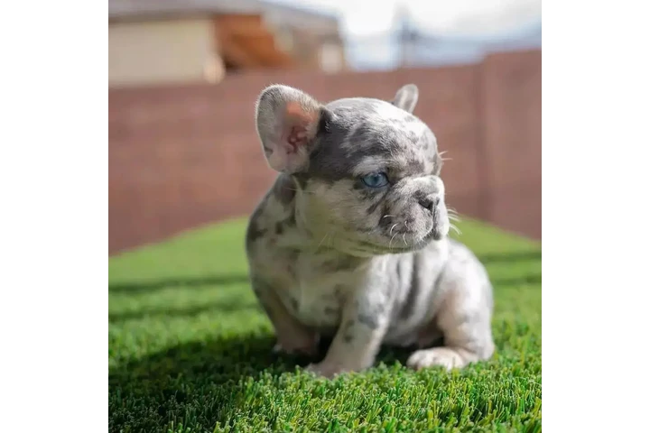 $400 : Pomeranian and French bulldog image 6