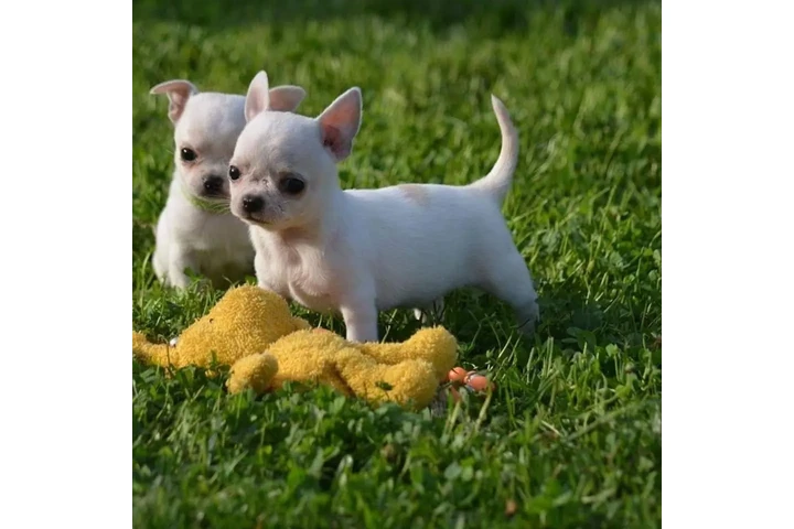 $450 : BeautifHeul Chihuahua puppies image 2