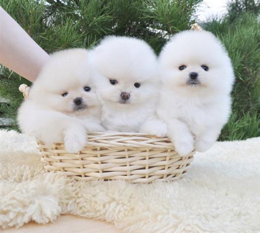 $400 : Pomeranian Puppy Ready image 2