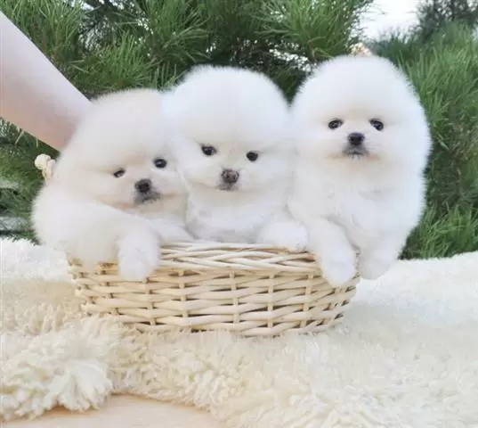 $300 : Teacup Pomeranian Puppy Ready image 1