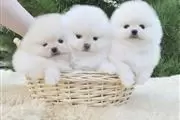 Teacup Pomeranian Puppy Ready en Miami
