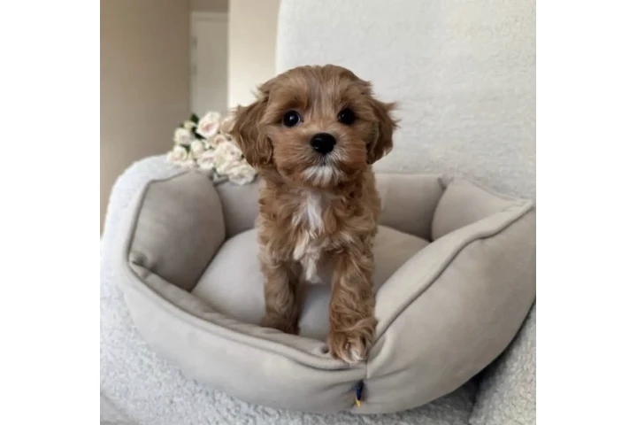 $350 : Cavapoo Toy F1B listo image 4