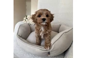 $350 : Cavapoo Toy F1B listo thumbnail