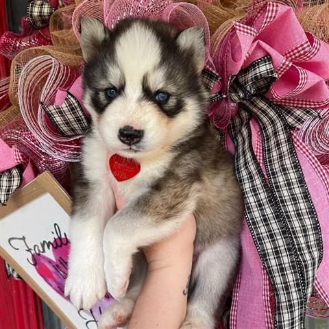 $400 : Siberian Husky Puppies image 1