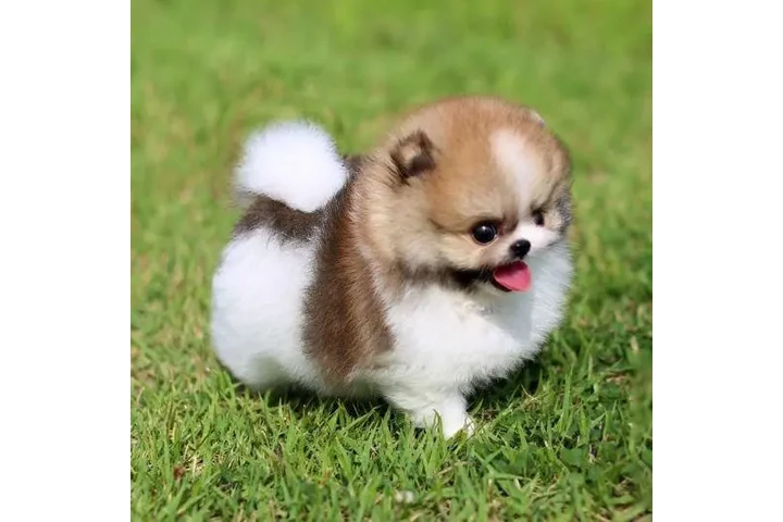 $350 : Micro Pomerania image 3
