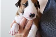 $700 : Adorable Bull terrier puppies thumbnail