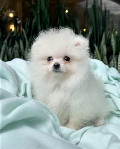 $350 : Cachorrito Pomerania image 4