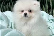 $350 : Cachorrito Pomerania thumbnail