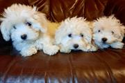 Amazing Maltese Puppies