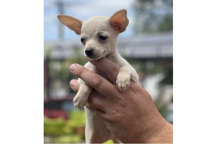 $350 : Chihuahuas Available image 1