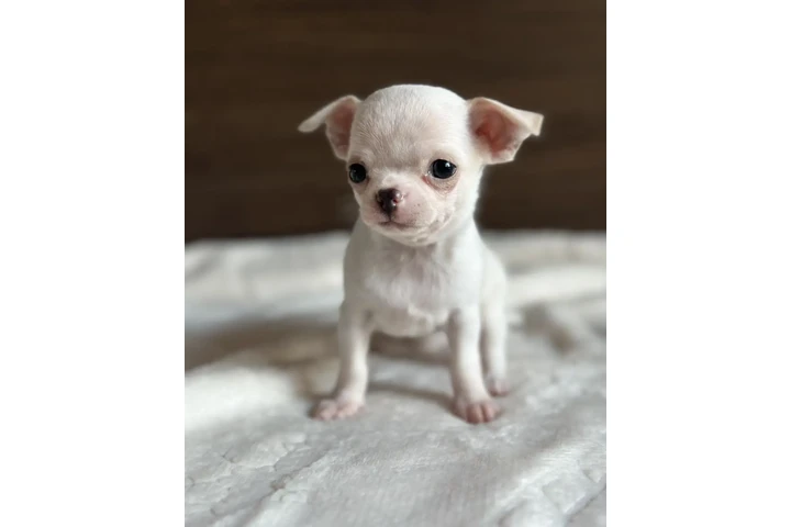 $500 : Chihuahua puppies for sale image 1