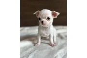 Chihuahua puppies for sale en Oklahoma City
