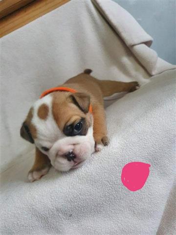 $700 : adorable bulldog ingles image 3