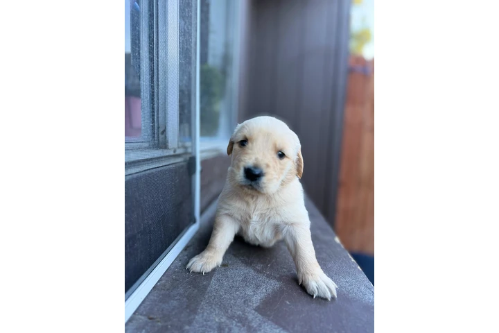 $700 : Tengo cachorros golden retriev image 5