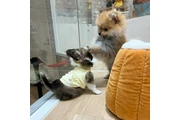 $580 : Pomerania y Chihuahua thumbnail