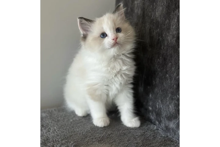 $210 : 2 Ragdoll Available image 2
