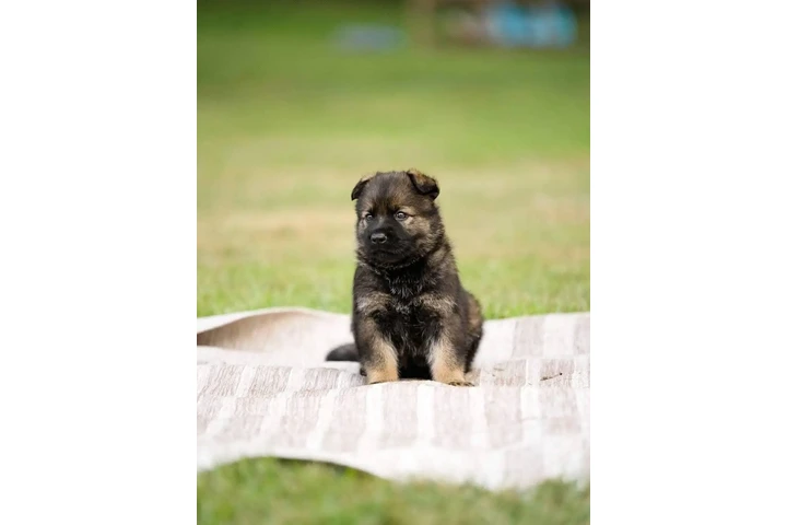$350 : Cachorros de pastor alemán image 4
