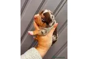 Teacup Chihuahua puppies en Mi en Wilmington