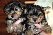 text for teacup yorkie pups