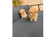 $350 : MALTIPOO EN VENTA thumbnail