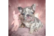 $550 : Cachorros de bulldog francés thumbnail