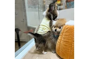 $580 : Pomerania y Chihuahua thumbnail