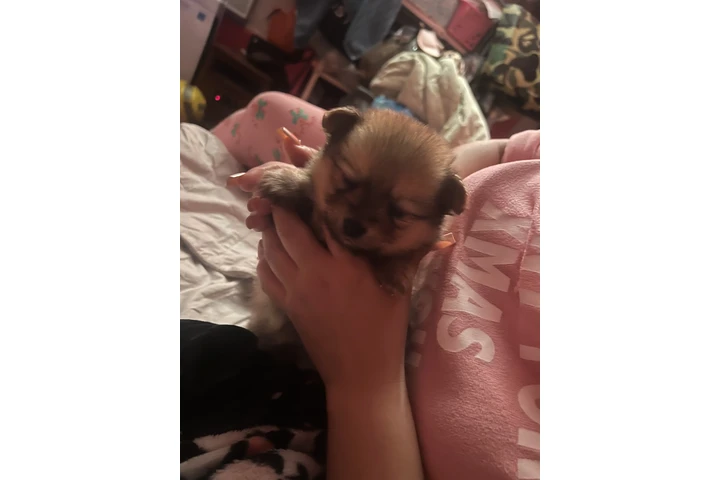 $750 : Pomeranian tea cup image 8