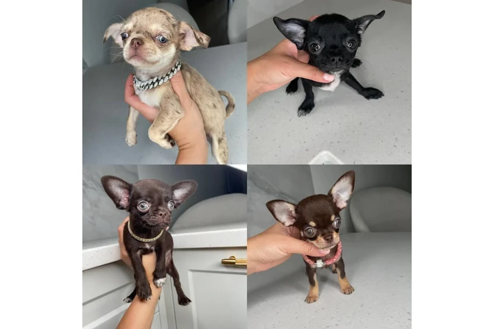 $300 : CHIHUAHUA PUPPIES FOR SALE image 3