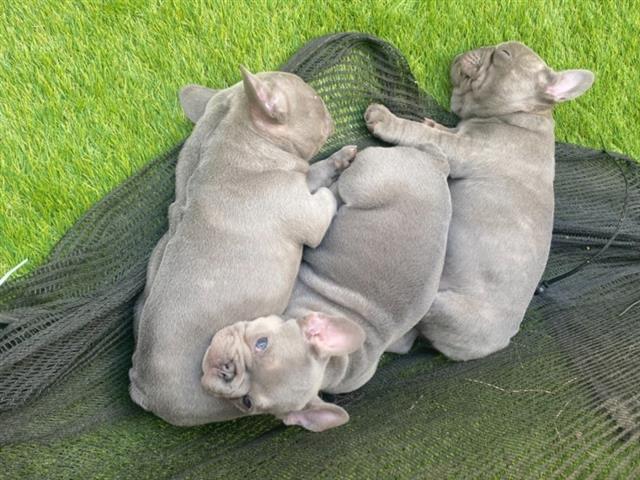 $500 : French bulldog puppies image 4