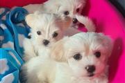 $500 : Nice and Healthy Maltese Pupps thumbnail