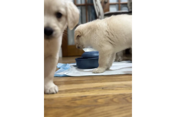 $1000 : Golden puppies image 10
