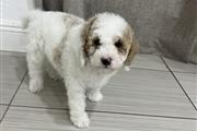 Mini Goldendoodle en Miami